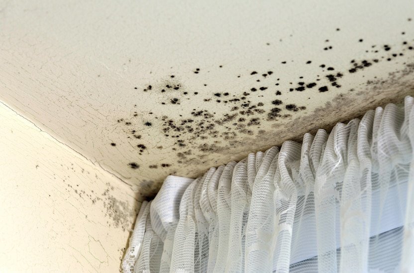 Mold on the ceiling above a window